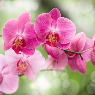Orchid computer wallpaper
