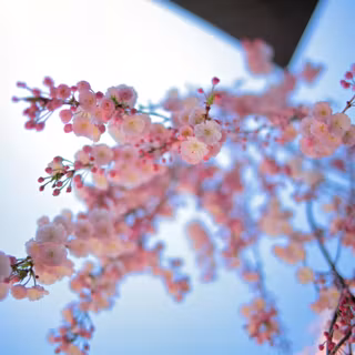 HD Ultra spring flower wallpaper