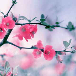 HD Ultra spring flower wallpaper