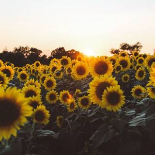 Flower laptop aesthetic wallpaper