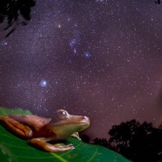 Wallace's flying frog wallpaper