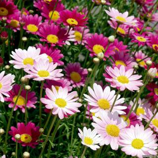 Marguerite wallpaper