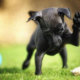 Miniature Pinscher wallpaper