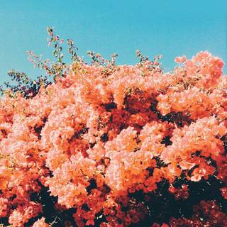 Spring collage iPhone wallpaper