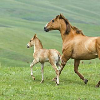 Cute baby horses wallpaper