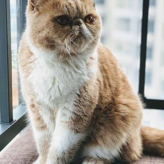 Exotic Shorthair wallpaper