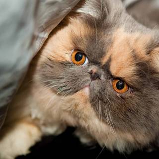 Exotic Shorthair wallpaper