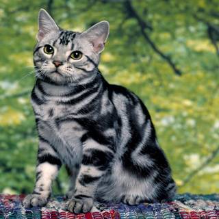 Grey striped cat wallpaper