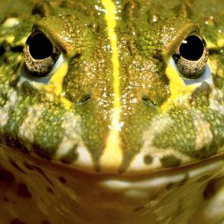 American bullfrog wallpaper