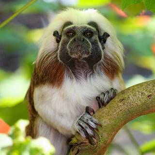Tamarin wallpaper