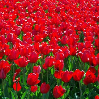 Red plants wallpaper