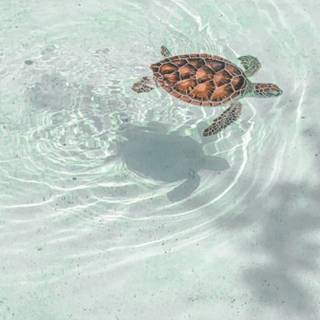 Cute turtle summer wallpaper