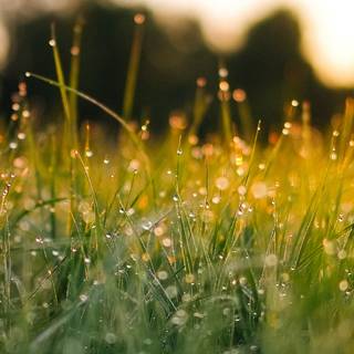 Spring aesthetic green wallpaper