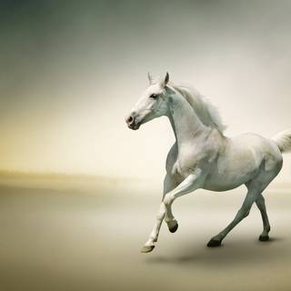 Beautiful white horse wallpaper