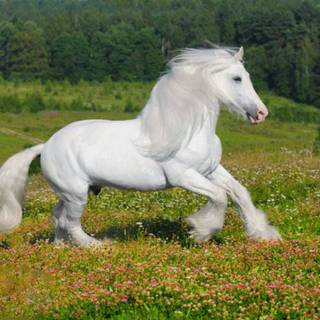 Beautiful white horse wallpaper
