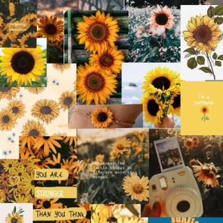 Sunflower hello summer wallpaper