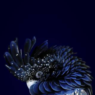 Parrot iPhone wallpaper