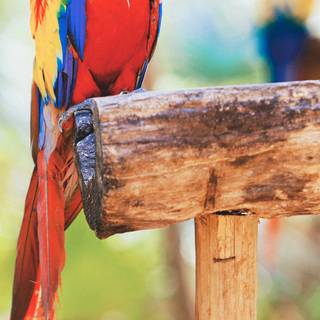 Parrot iPhone wallpaper