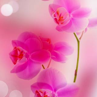 Flower iPhone HD wallpaper