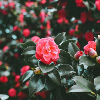 Rose tree wallpaper