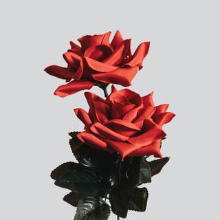 Simple spring laptop wallpaper