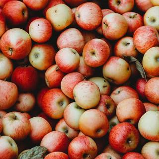 Fruit garden wallpaper