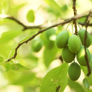 Fruit garden wallpaper