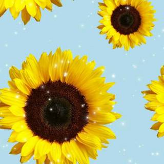 Cute sunflower spring wallpaper