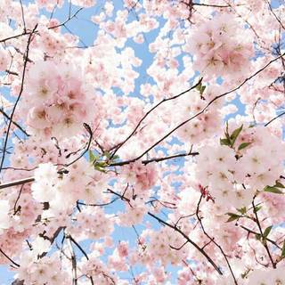 Spring flower aesthetic wallpaper