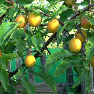 Mirabelle plum wallpaper