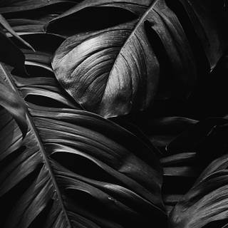 Aesthetic dark leaves wallpaper