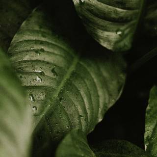 Aesthetic dark leaves wallpaper