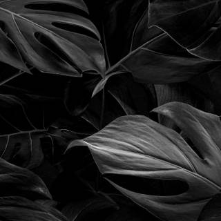 Aesthetic dark leaves wallpaper