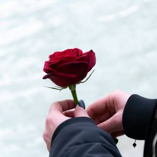 Rose flower women wallpaper