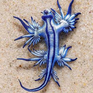 Blue glaucus animal wallpaper