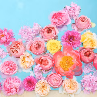 Summer flowers MacBook Air wallpaper