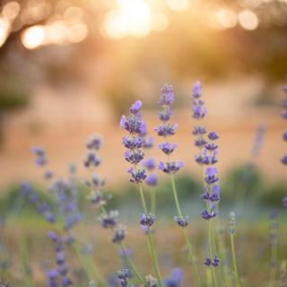 Summer flowers MacBook Air wallpaper