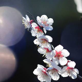 Springs 4k iPhone wallpaper