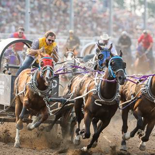 Chuckwagon racing wallpaper