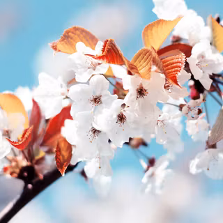 Spring Windows wallpaper