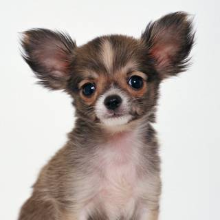 Baby Chihuahua wallpaper