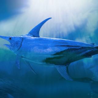 Atlantic blue marlin wallpaper