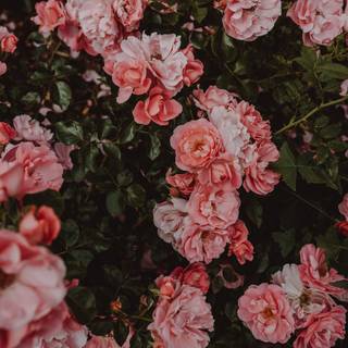 Rose pattern wallpaper