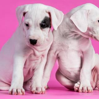Pink puppy wallpaper