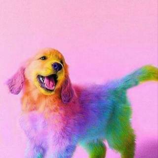 Pink puppy wallpaper