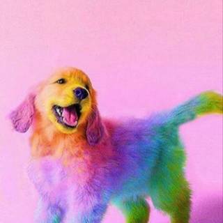 Pink puppy wallpaper