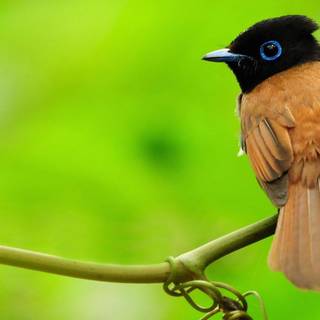 Pretty birds wallpaper