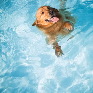 Aesthetic dogs summer wallpaper