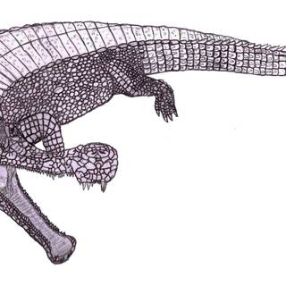 Sarcosuchus wallpaper