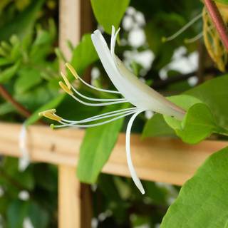 Honeysuckle wallpaper